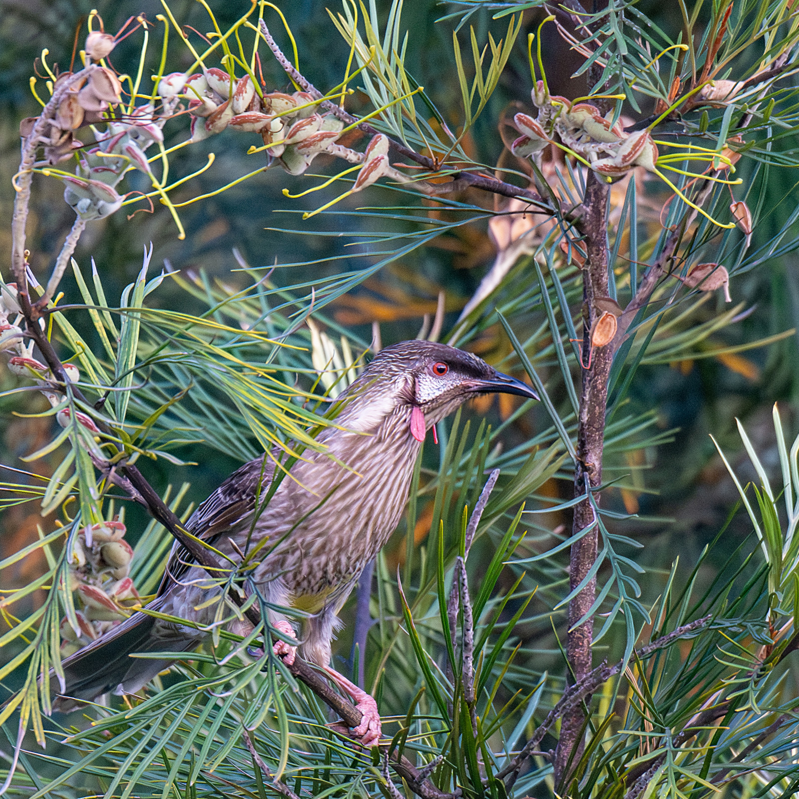 image Red Wattlebird